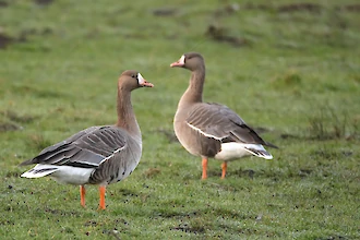 Greater white-fronted geese (Anser albifrons)