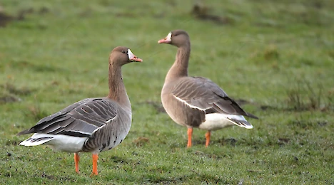 Schwäne, Enten, Gänse & Kormorane