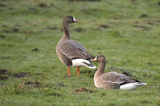 Greater white-fronted geese (Anser albifrons)