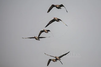 Greater white-fronted goose (Anser albifrons) and Bean goose (Anser fabalis)