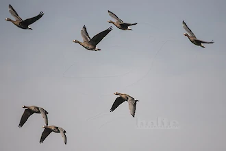 Greater white-fronted goose (Anser albifrons)