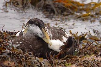 Common eider (Somateria molissima)