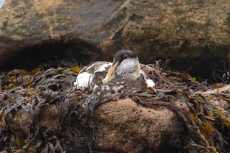 Common eider (Somateria molissima)