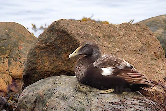 Common eider (Somateria molissima)
