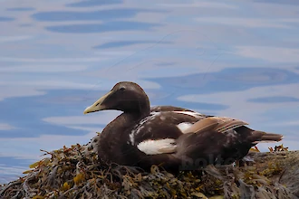 Common eider (Somateria molissima)