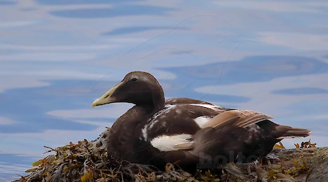 Schwäne, Enten, Gänse & Kormorane