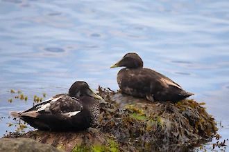 Common eider (Somateria molissima)