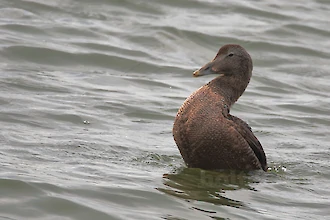 Common eider (Somateria molissima)