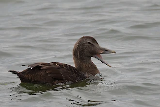 Common eider (Somateria molissima)