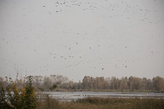 Several thousand Greylag, White-fronted and Bean geese