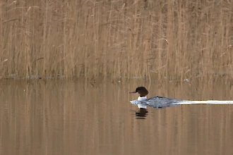 Merganser (Mergus merganser)