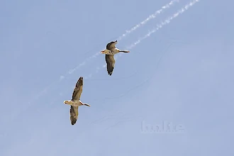 Greylag goose (Anser anser)