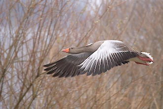 Greylag goose (Anser anser)