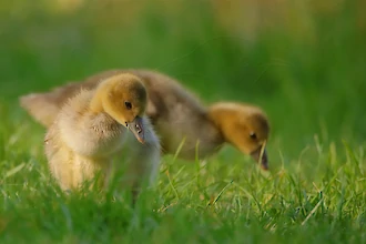 Greylag goose (Anser anser)