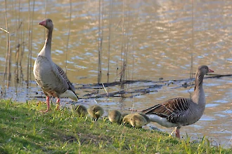 Greylag goose (Anser anser)