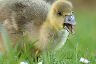 Greylag goose (Anser anser)