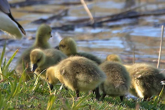 Greylag goose (Anser anser)