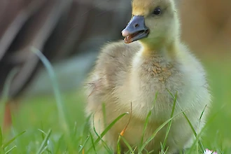 Greylag goose (Anser anser)