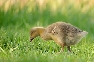 Greylag goose (Anser anser)