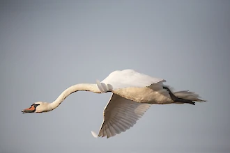 Mute swan (Cygnus olor)