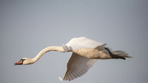 Mute swan (Cygnus olor)
