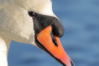 Mute swan (Cygnus olor)