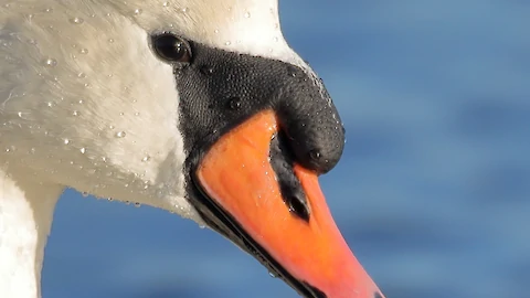 Mute swan (Cygnus olor)