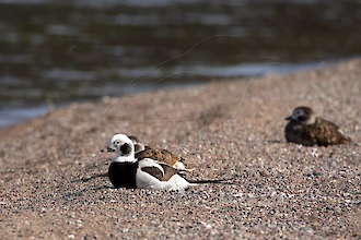 Long-tailed duck (Clangula hyemalis)