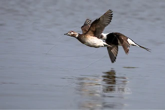 Long-tailed duck (Clangula hyemalis)