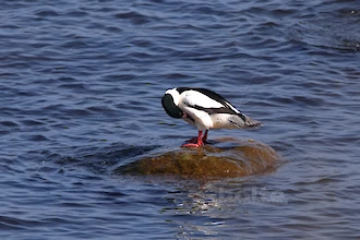 Merganser (Mergus merganser)
