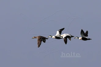 Common eiders (Somateria molissima)