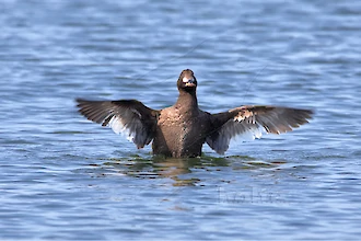 Velvet scoter (Melanitta fusca)