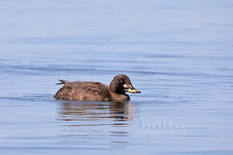Velvet scoter (Melanitta fusca)