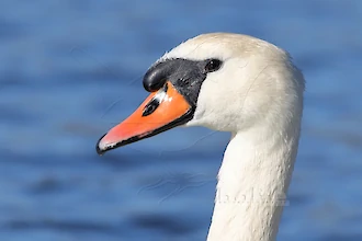 Mute swan (Cygnus olor)