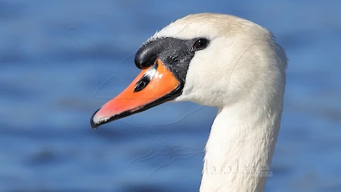 Mute swan (Cygnus olor)