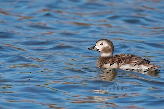 Long-tailed duck (Clangula hyemalis)