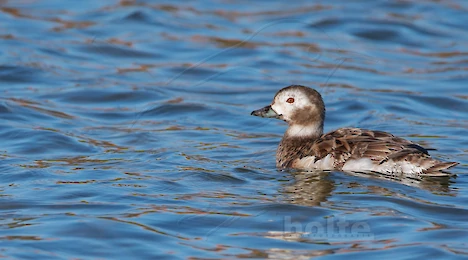 Swans, ducks, geese & cormorants