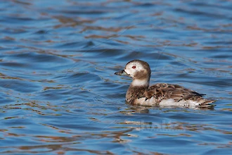 Long-tailed duck (Clangula hyemalis)