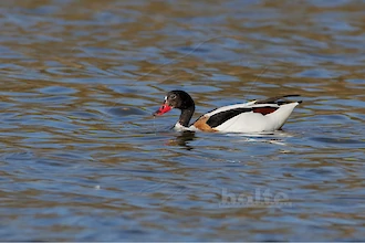 Common shelduck (Tadorna tadorna)