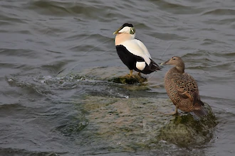 Common eiders (Somateria molissima)