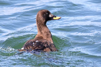 Velvet scoter (Melanitta fusca)