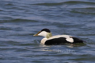 Common eider (Somateria molissima)