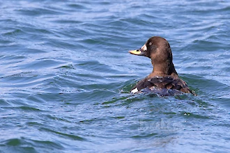 Velvet scoter (Melanitta fusca)