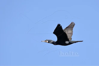 Cormorant (Phalacrocorax carbo)