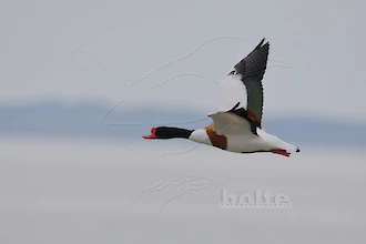 Common shelduck (Tadorna tadorna)