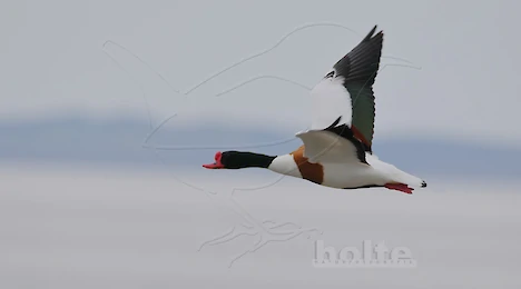 Schwäne, Enten, Gänse & Kormorane