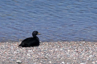Common scoter (Melanitta nigra)