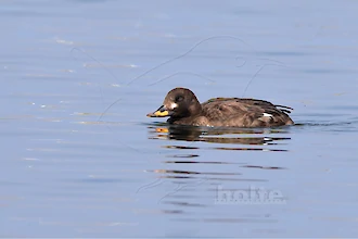 Velvet scoter (Melanitta fusca)