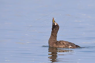 Velvet scoter (Melanitta fusca)
