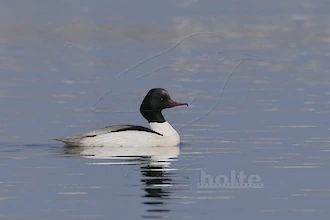 Merganser (Mergus merganser)